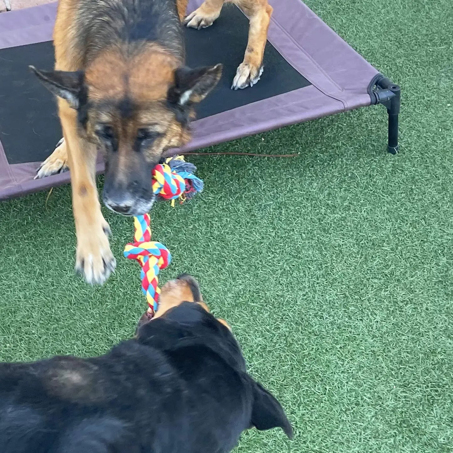 Pet Grind Corn Tooth Toys