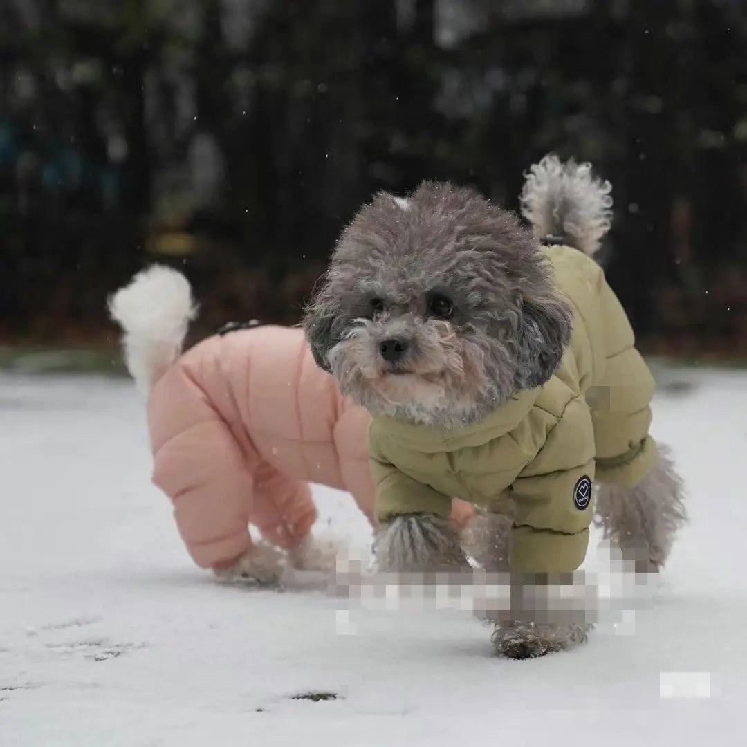 Korean Teddy Poodle Small Dog Jacket
