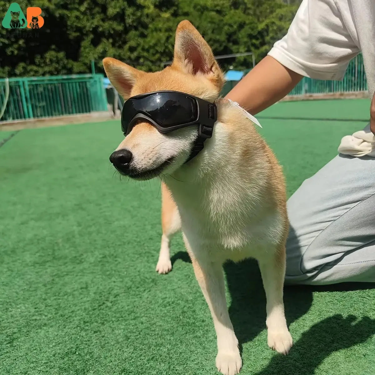 Small Breed UV Protection Dog Sunglasses