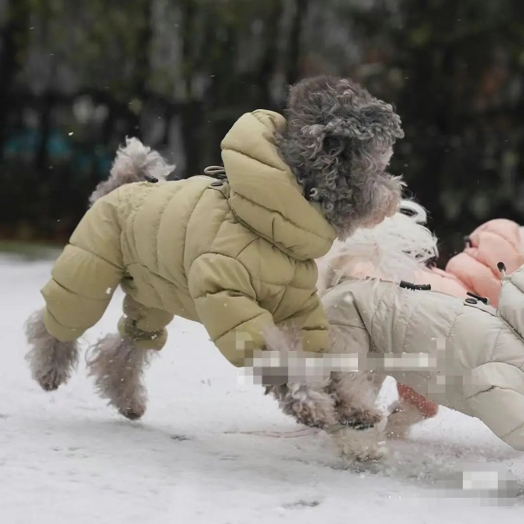 Korean Teddy Poodle Small Dog Jacket