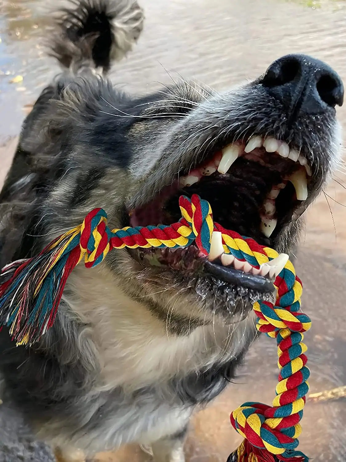 Pet Grind Corn Tooth Toys