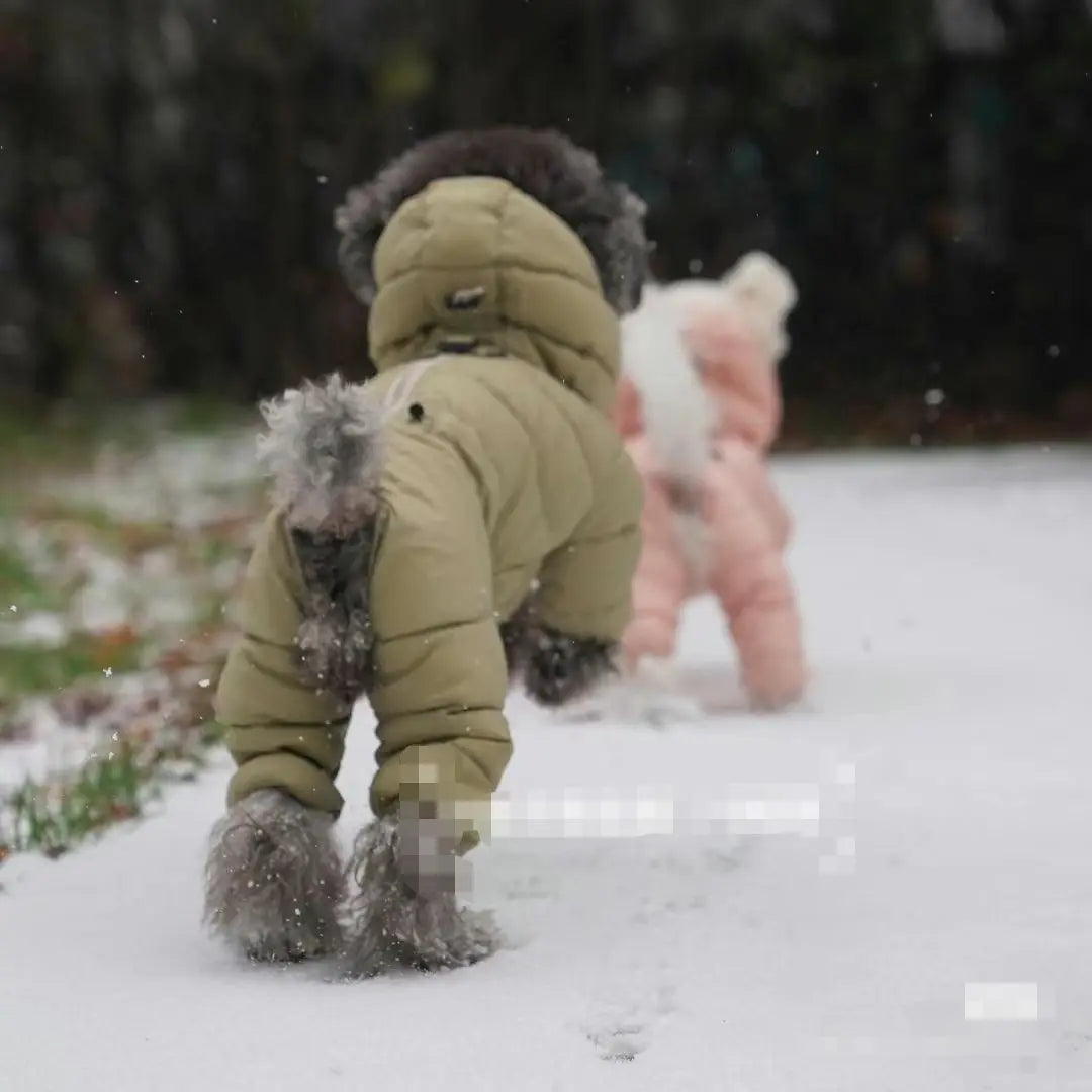 Korean Teddy Poodle Small Dog Jacket