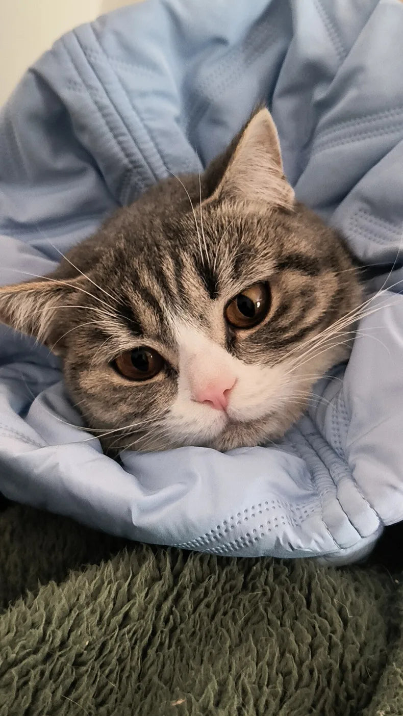 Cat Anti Lick Scarf Warm Elizabethan Collar